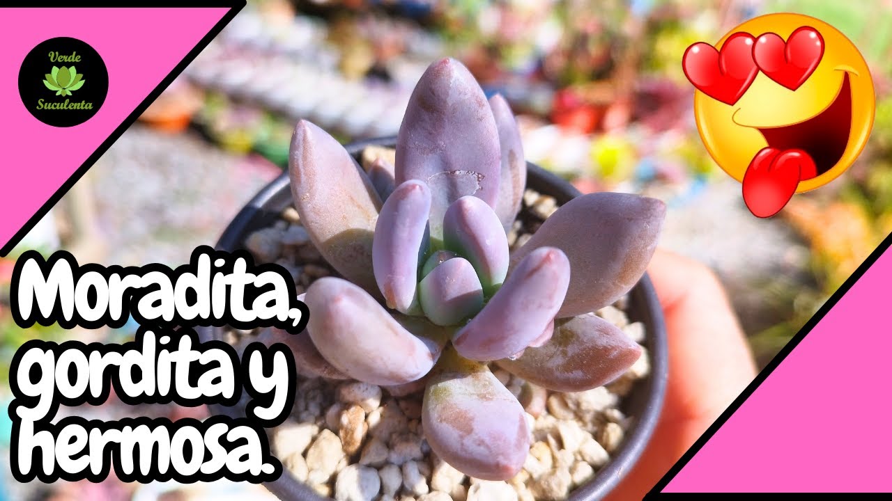 Hoy platicaremos de la preciosa xSedeveria blue mist.