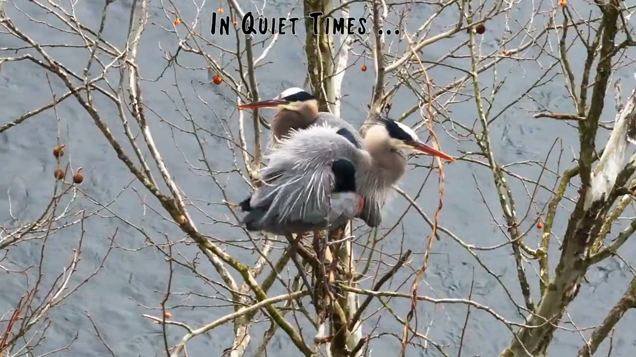 The Great Blue Herons Vows - edited video with captions and narration
