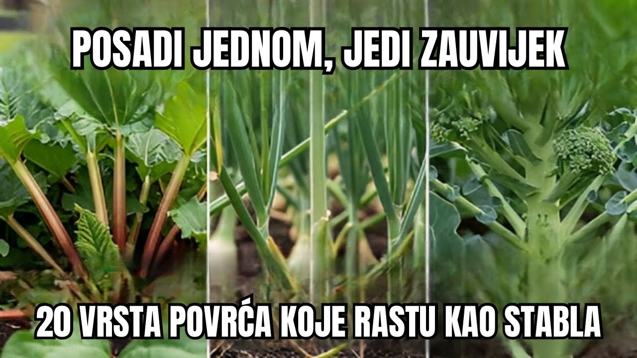 Ovih 20 Vrsta Povrća Rastu Kao Stabla Voćaka! Posadiš Jednom, Jedeš Zauvijek