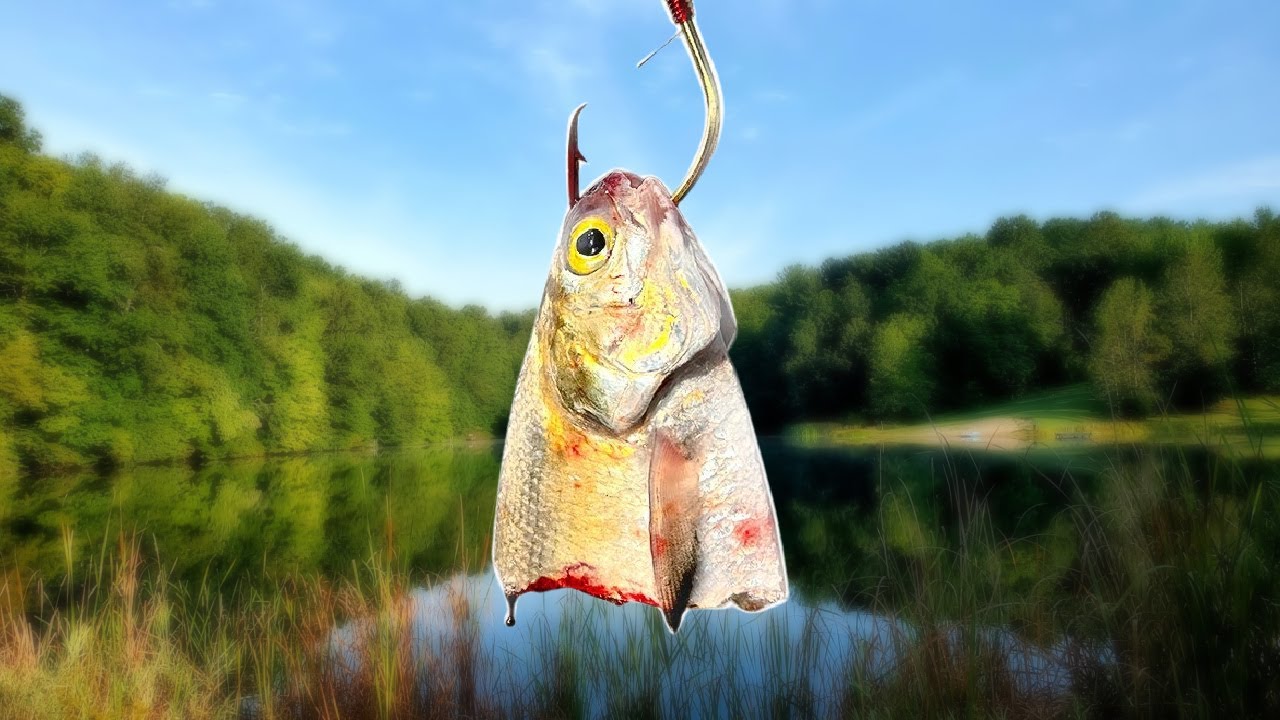 Ловля сома в паводковой воде — вызов ПРИНЯТ!