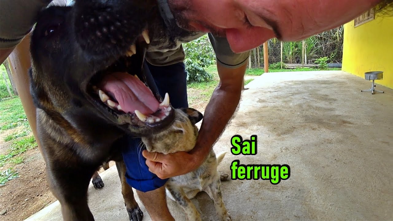 O bicho é doido - Pique esconde ligeiro..