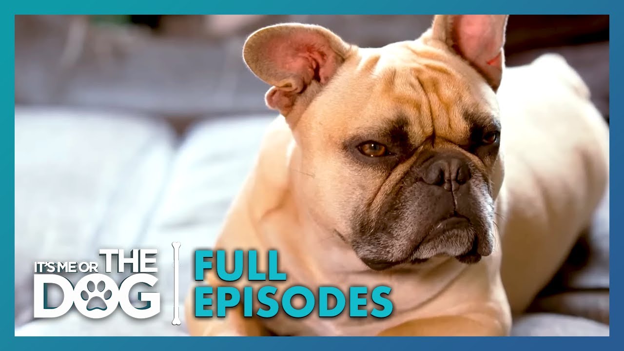 Vinnie & Arnie: Double Trouble | Season 1 Episode 5 | It's Me or the Dog UK (2021)