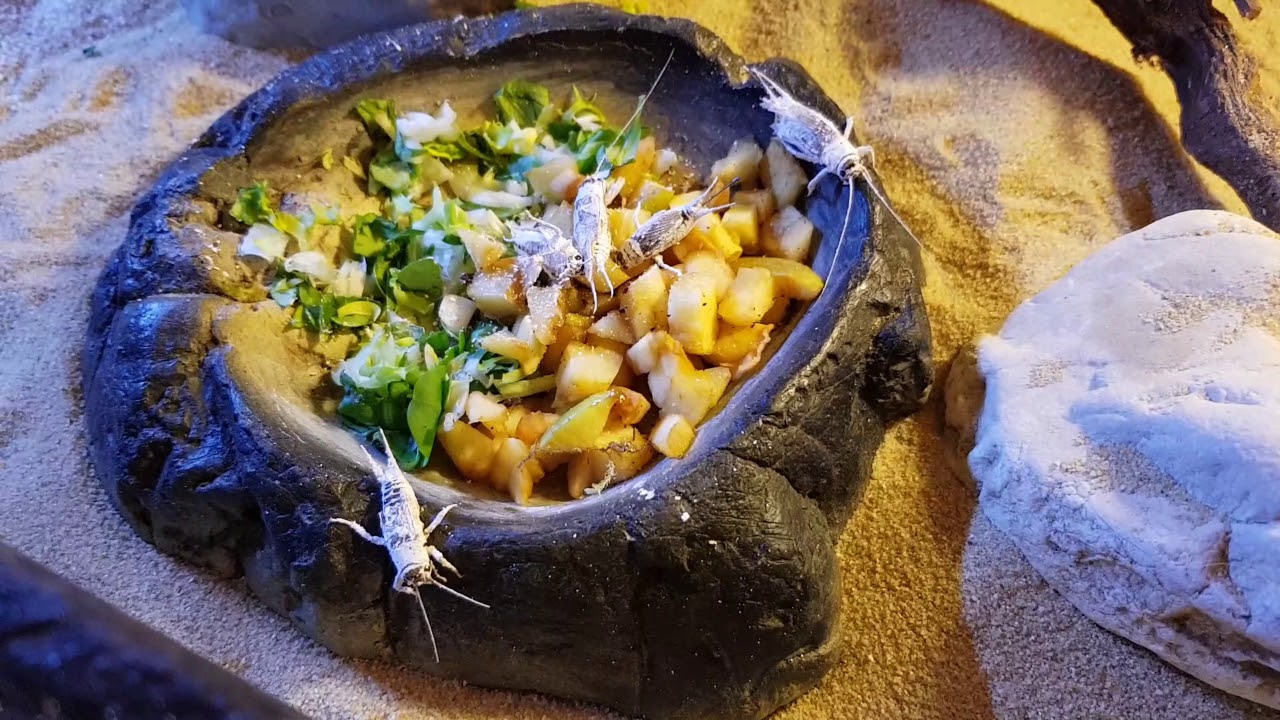 Repas des Pogonas Vitticeps- conseils