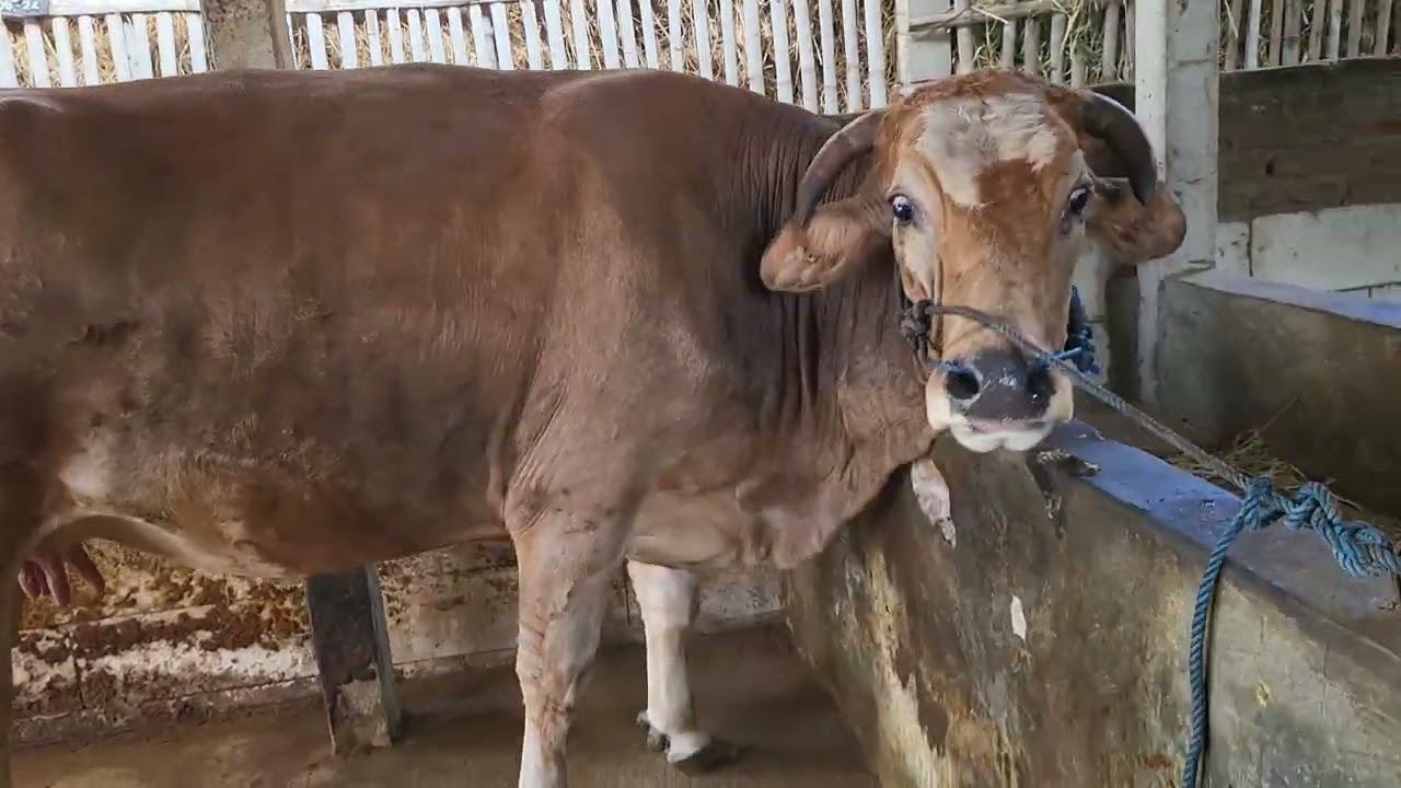 Sapi Betina induk Si mental Mau melahirkan#belajarternaksapi#sapiindonesia#Sapimentalsuper