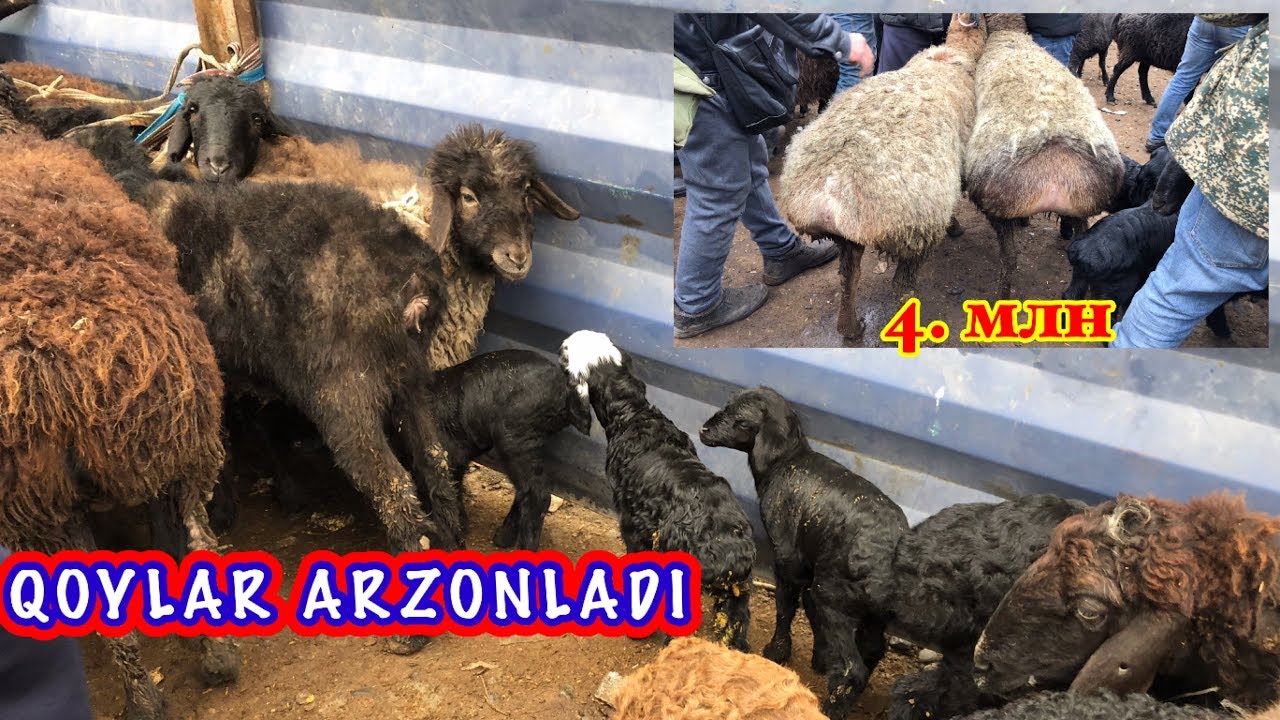 DORMANCHA. Qoylar arzonladi bugun ☺️