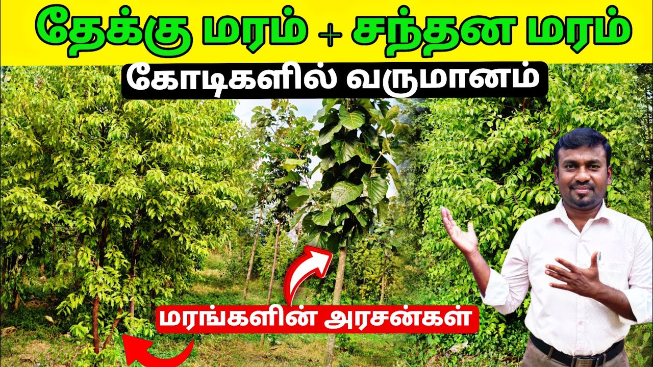 தேக்கு மரம் மற்றும் சந்தன மரம் வளர்ப்பு முறை 🌱 Teak tree and Sandalwood tree cultivation 