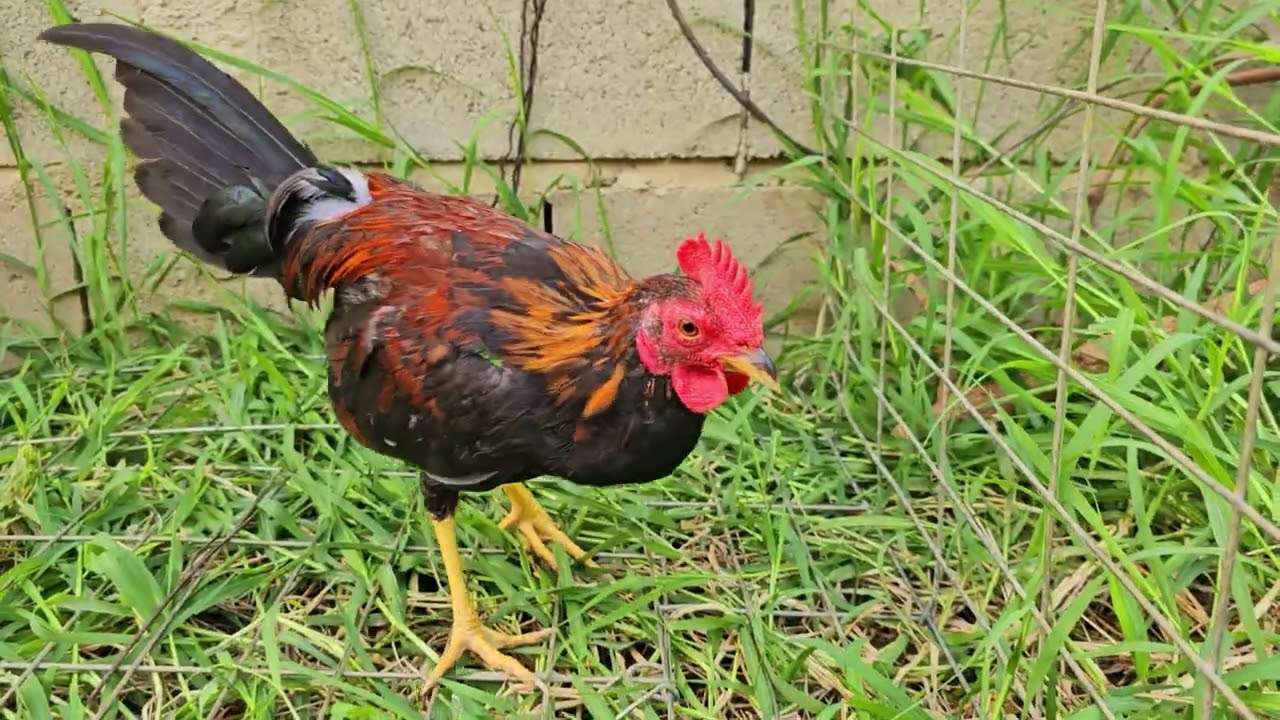 Pollos al marcaje de la traba Martinza. Se fueron todos inf.8097818747