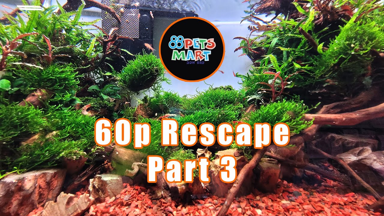 60cm 水草缸大翻新 part3