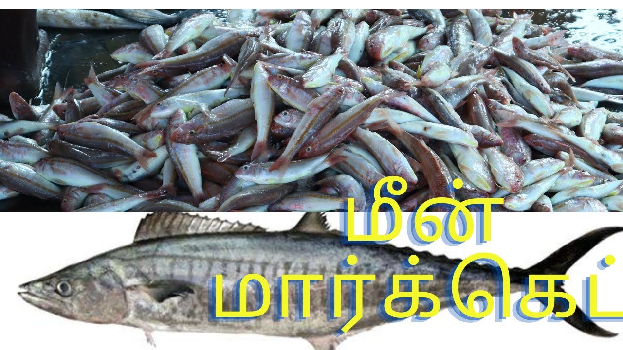 KATTUMAVADI FISH MARKET | மீன் மார்க்கெட் | PUDUKKOTTAI