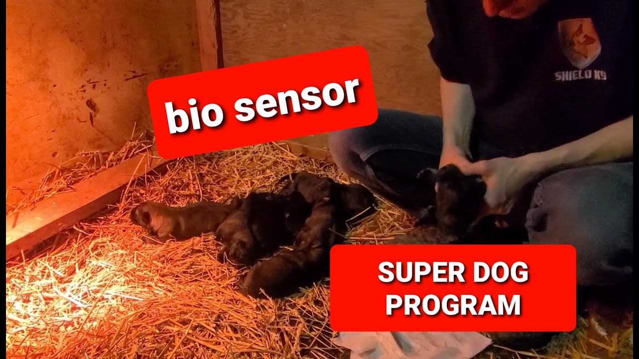How we make newborn puppies SUPER DOGS 💪