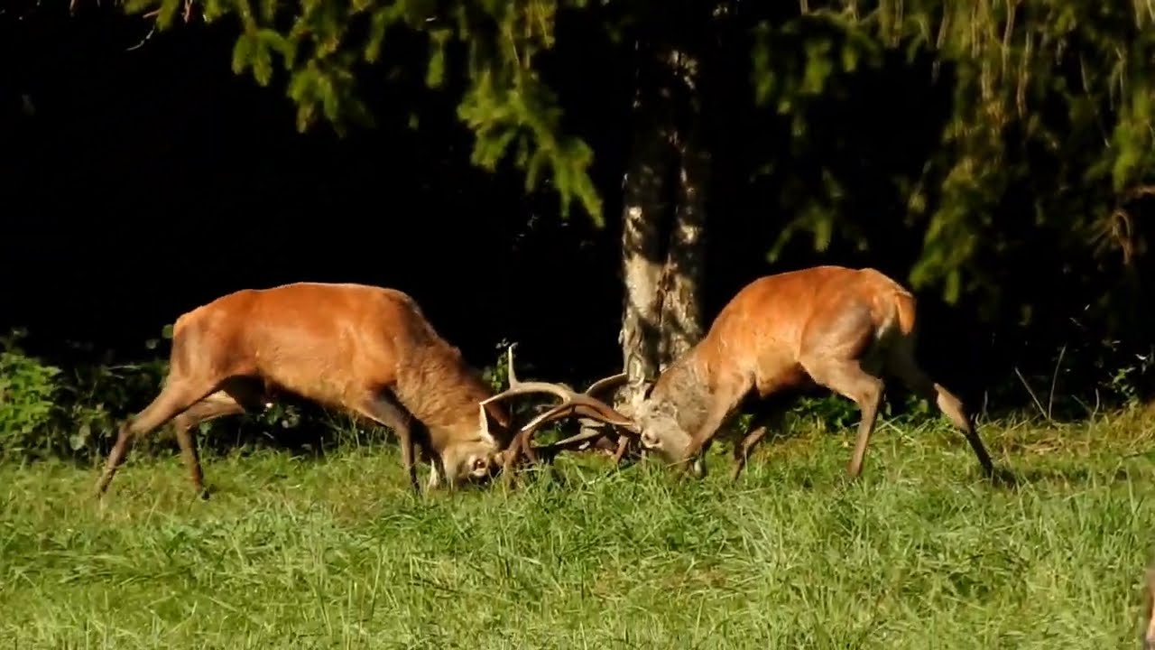 8 minütiger!! Hirschkampf um das Rudel im Naturpark Schönbuch