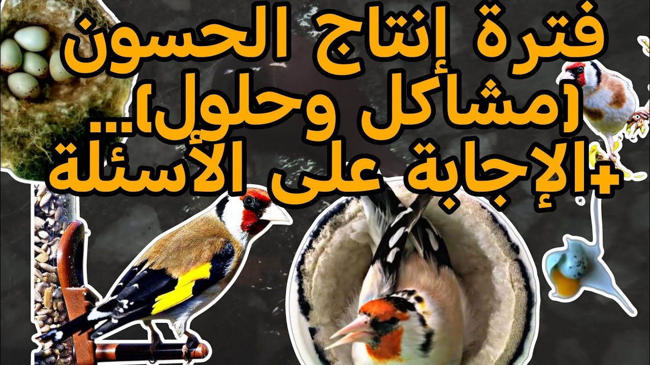 كيف نتعامل مع فترة الإنتاج وكيف نتعامل مع مشاكلها.......