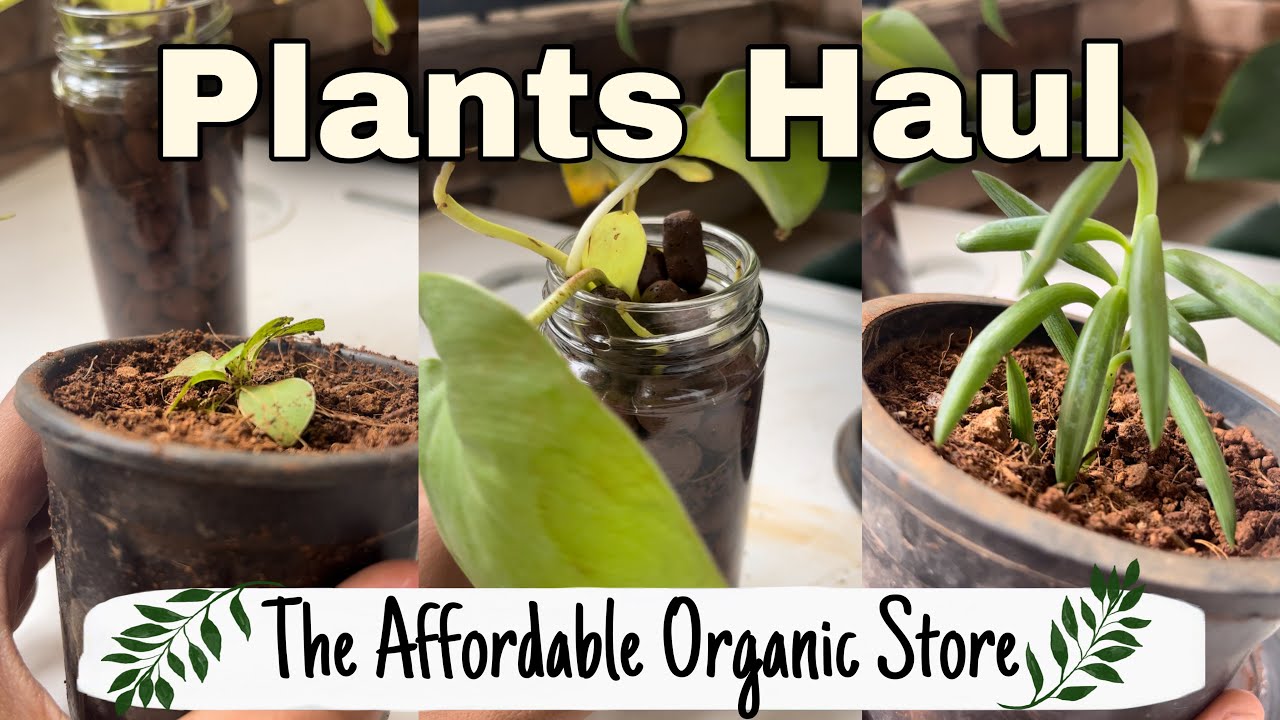 Online Plant Shopping in India | The Affordable Organic Store Unboxing and Review