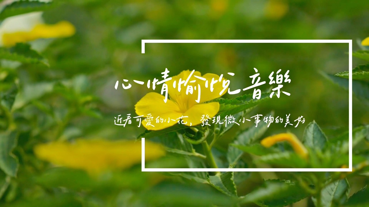 Chill音樂 | 近看可愛小花，發現微小事物的美好 | 心情愉悅音樂𝜗ৎ