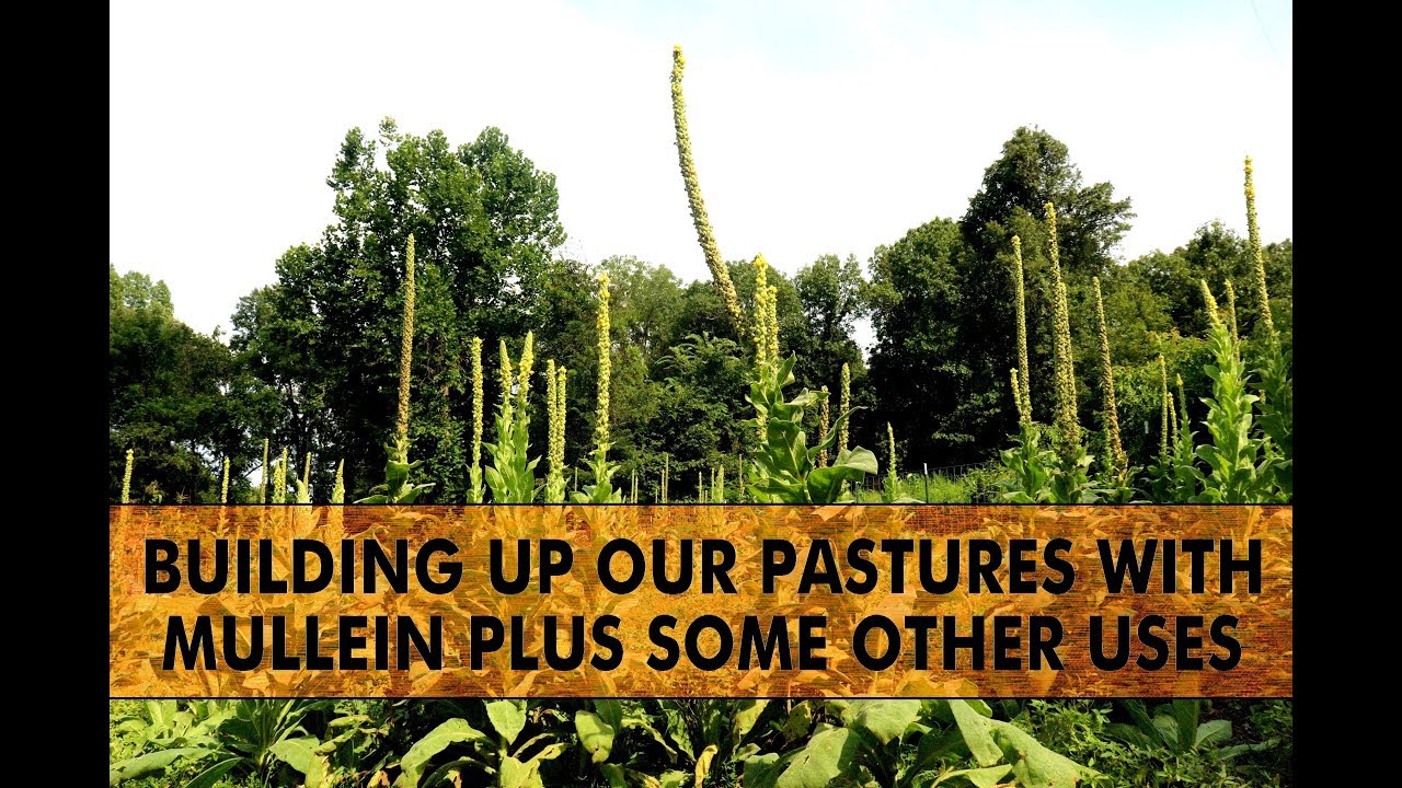BUILDING UP OUR PASTURES WITH MULLEIN PLUS SOME OTHER USES