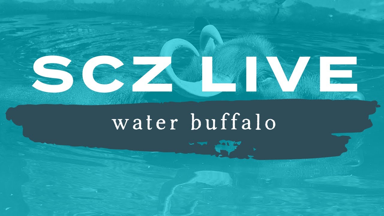 SCZ LIVE | Water Buffalo