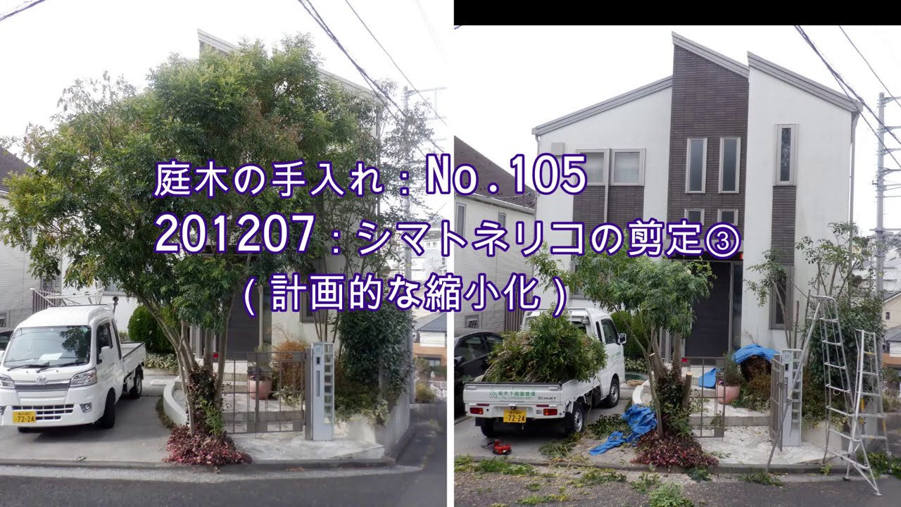 No.105_ シマトネリコの剪定③（計画的な縮小化）201207