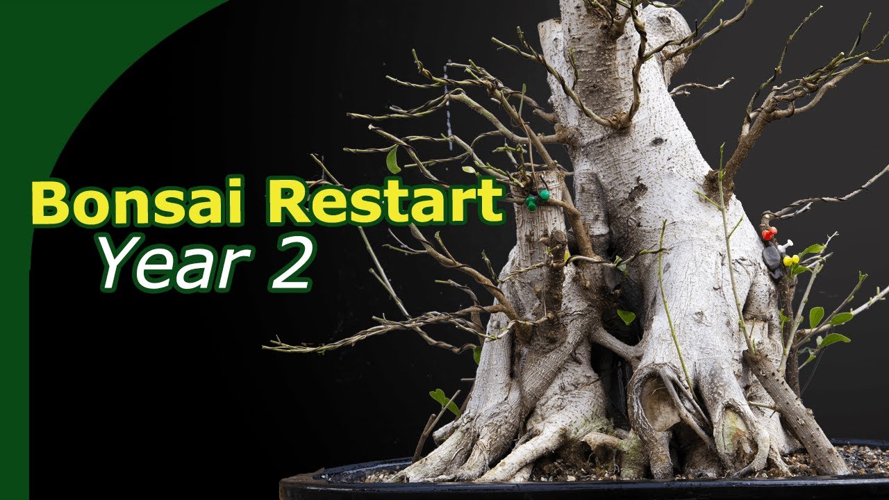 Converting a commercial ficus into bonsai | Cutting off all branches, second year regrowing