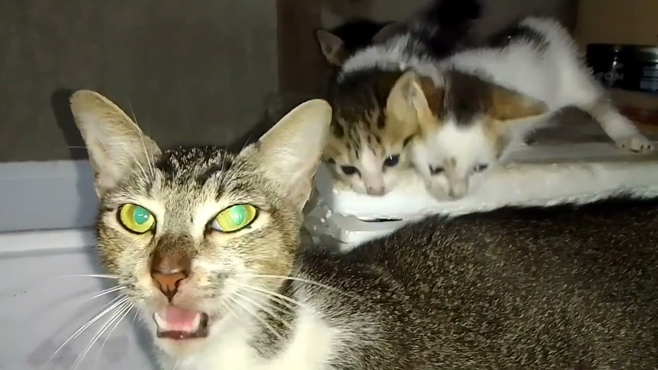 Induk dan anakkucing menyusui@Catwhite