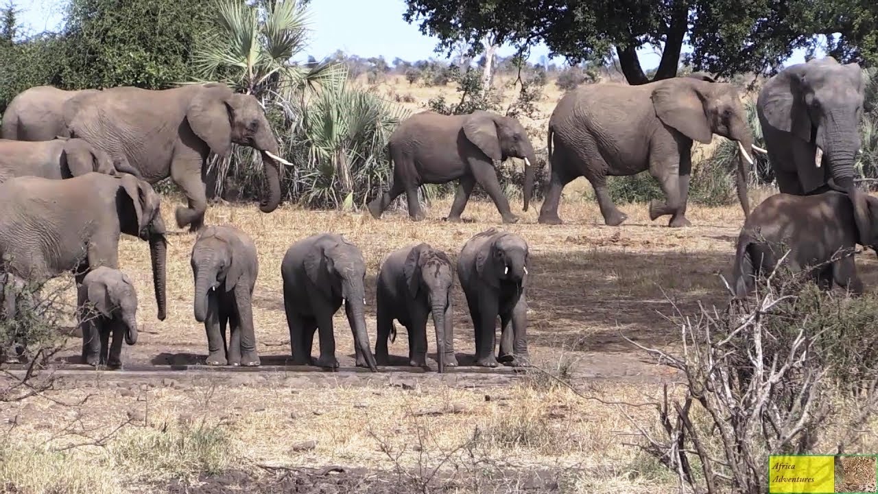 Watch Elephants Enjoy Life In Kruger National Park!