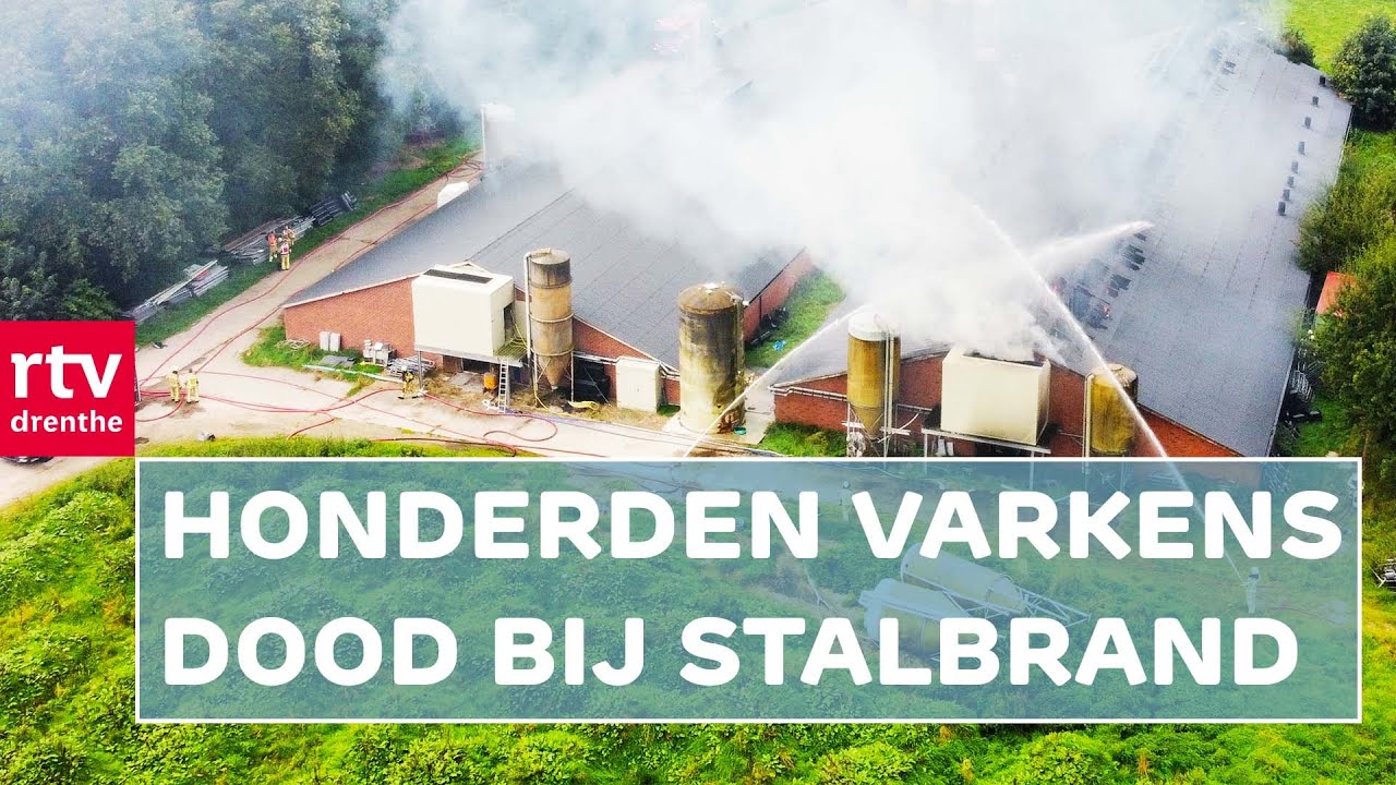 Grote stalbrand kost honderden varkens het leven | RTV Drenthe