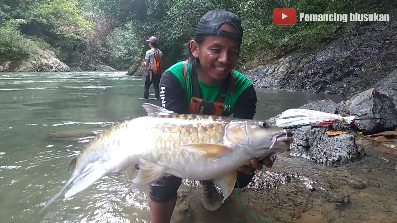 BERBURU MAHSEER DI PEDALAMAN HUTAN KALIMANTAN