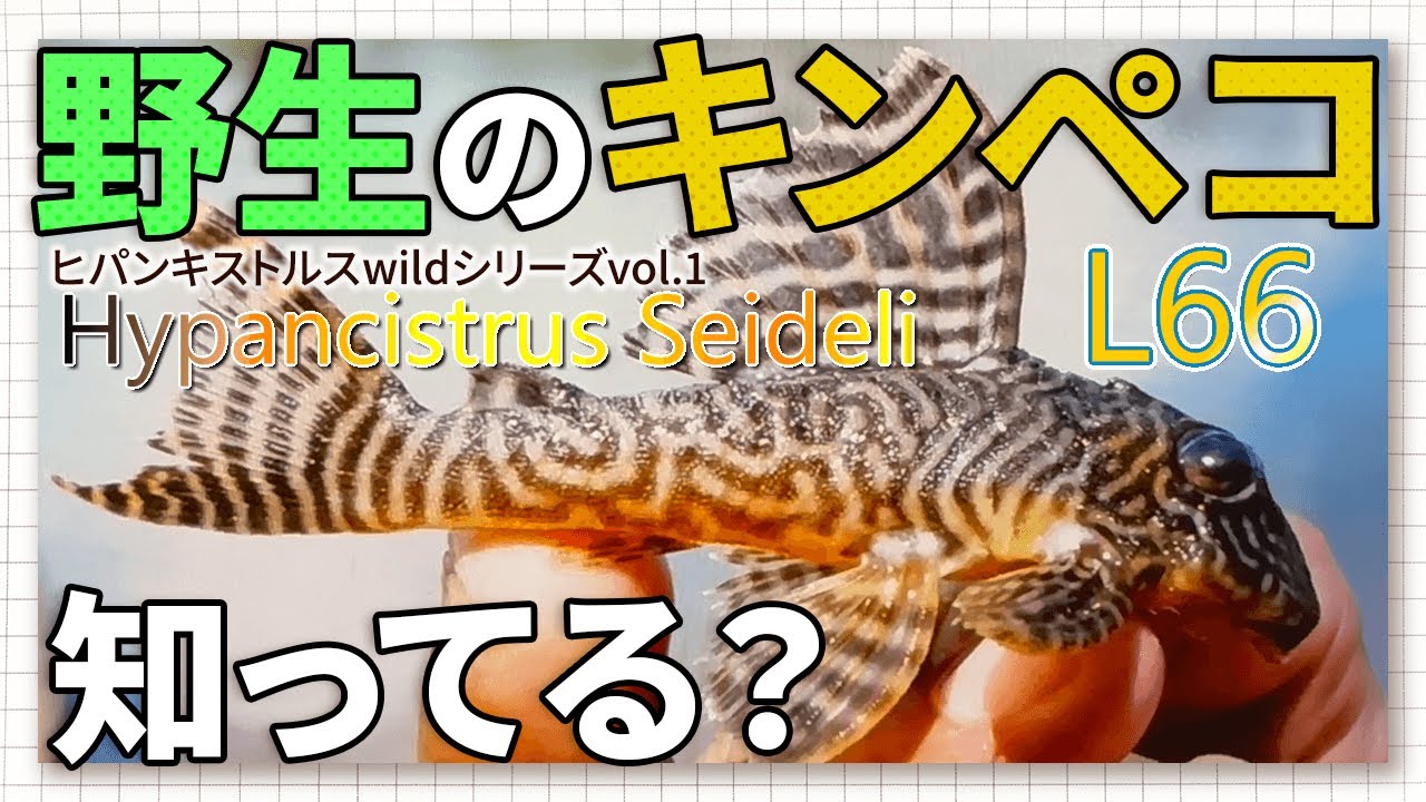 ヒパンキストルスWildシリーズvol 1　Hypancistrus Seideli　L66