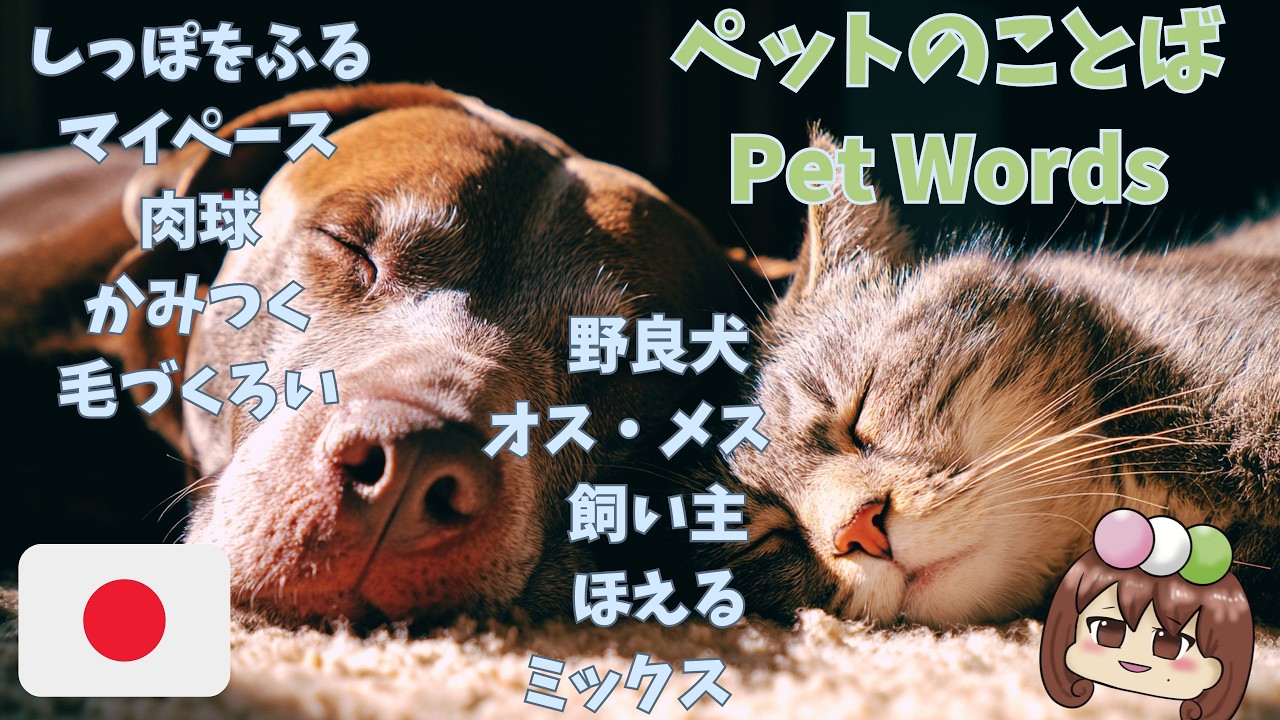 【日本語会話】犬派🐶？猫派🐱？日本語でペットについて話してみよう！ペットに関することばと表現を一緒に楽しく勉強しましょう🐕🐈#comprehensibleinput