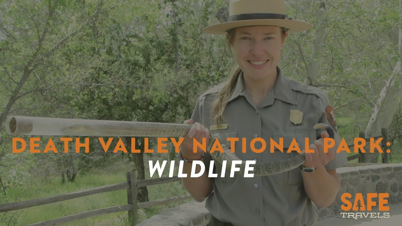 Death Valley National Park: Wildlife with Park Ranger Elyscia Letterman