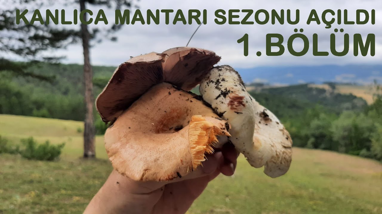 #köyde gizli mantar yerleri keşfettim. 1. BÖLÜM #kanlıcamantarı #mantar #mushrooms #iskilip