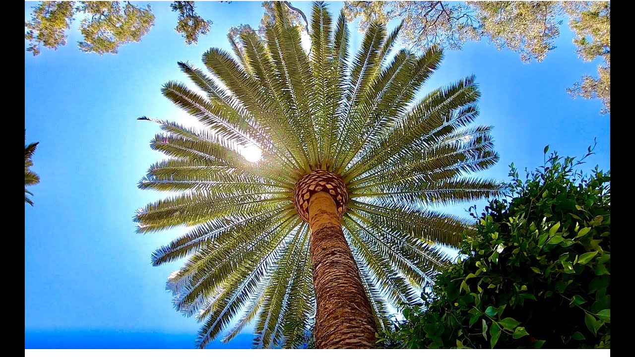 Poda de Phoenix canariensis