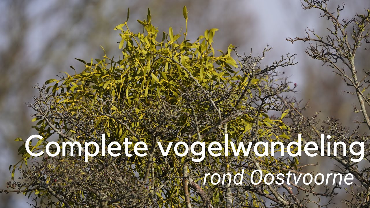 Vogels kijken rond Oostvoorne - de complete serie #1149