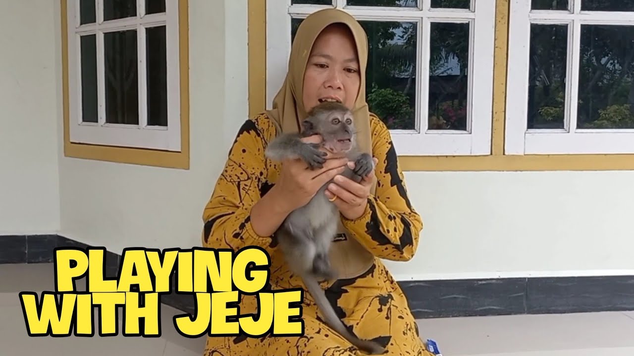 Bermain bersama jeje kesayangan #monkey #beruk #babymonkey #monyet #monpai