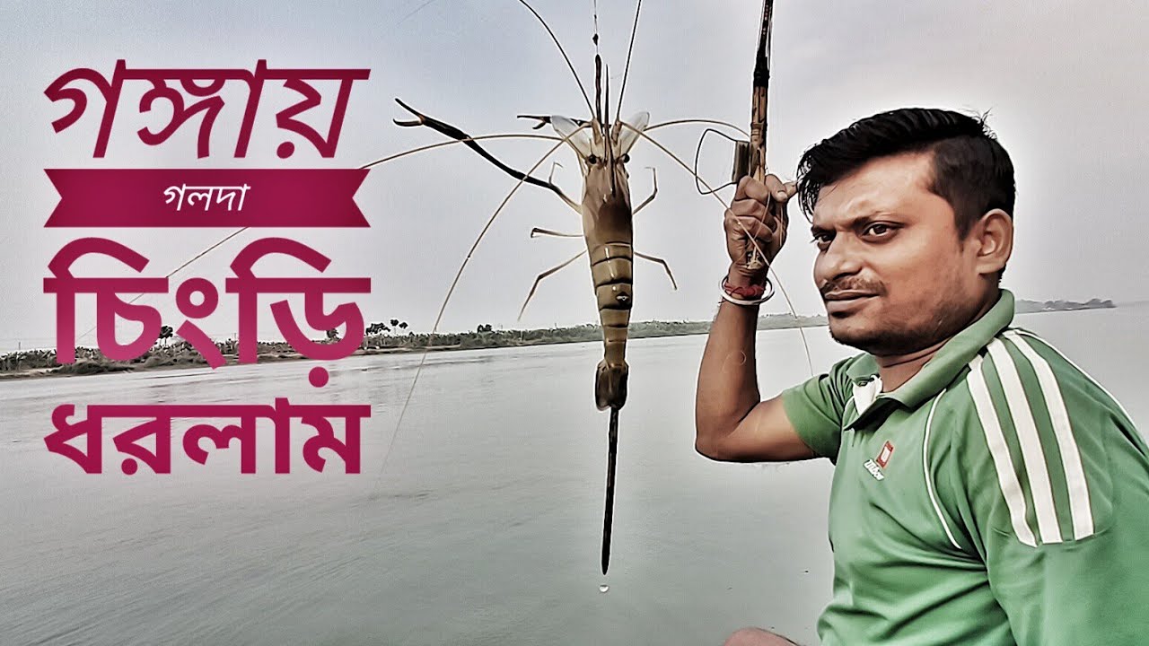 আজ গঙ্গায় নেট ভর্তি গলদা চিংড়ি ধরলাম 🦐 shrimp fish catching at ganga river @shikaribondhu