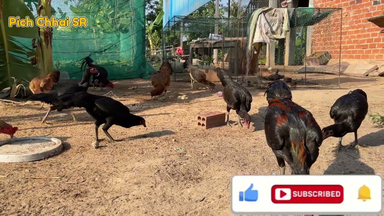 Kitchen eating (Pich Chhai SR)