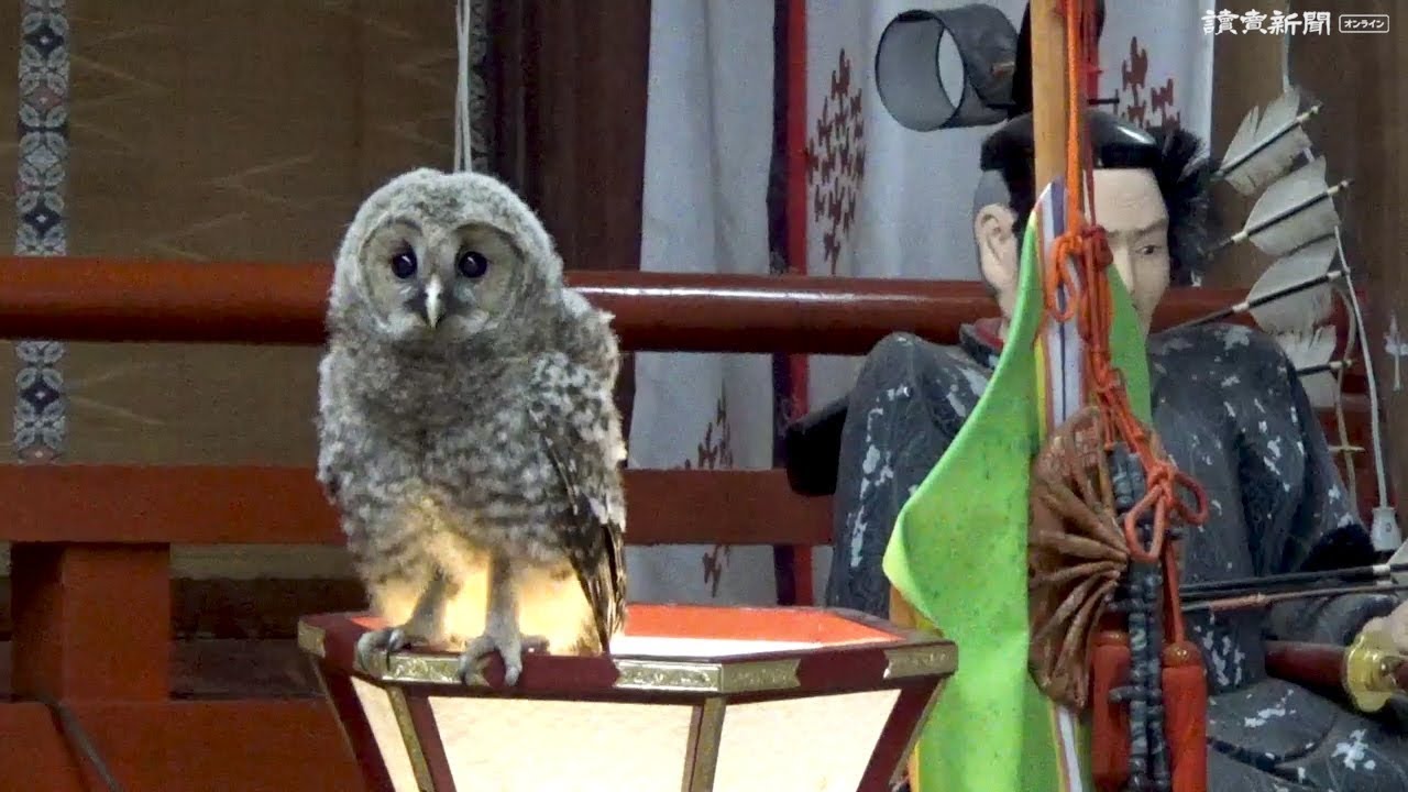 神社にフクロウの「フクちゃん」すみつく　山口・防府の宇佐八幡宮