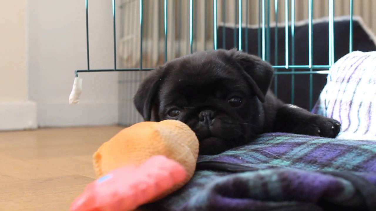 Boris, our black pug puppy.