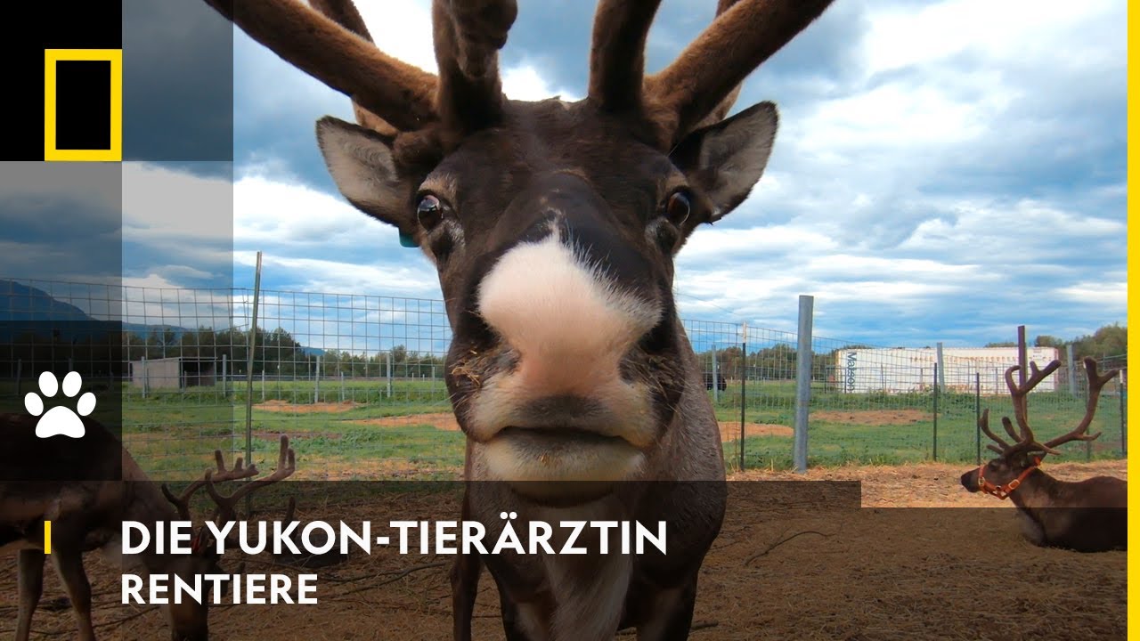 DIE YUKON-TIER&Auml;RZTIN - Rentiere | National Geographic