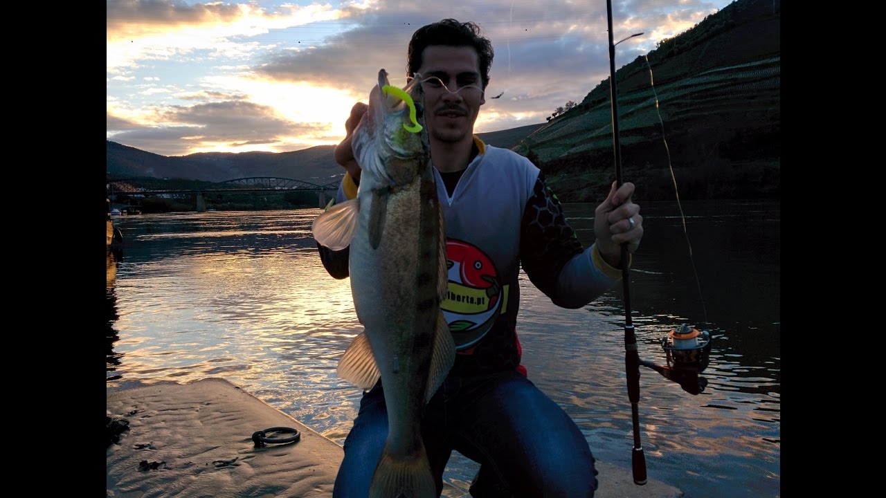 Pesca ao Lucioperca | Zander Fishing | Pinhão | Rio Douro