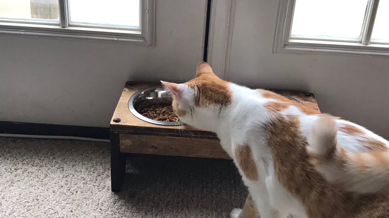 Comedero Para Gato