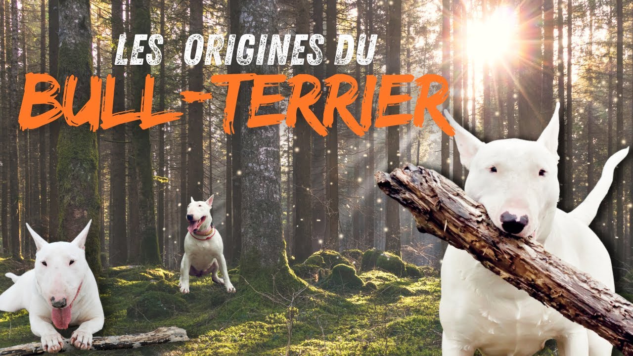 Bull-terrier ORIGINES & Caractéristiques 