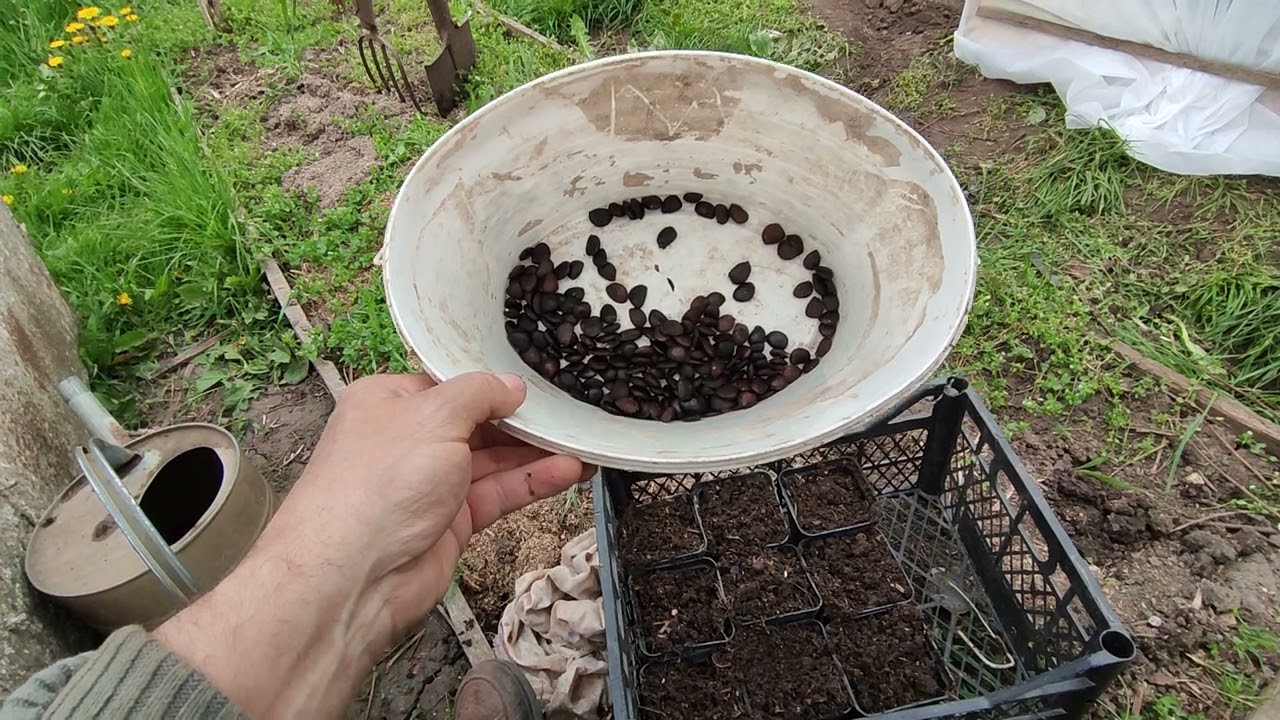 Сіянці віргінки - підщепа для хурми