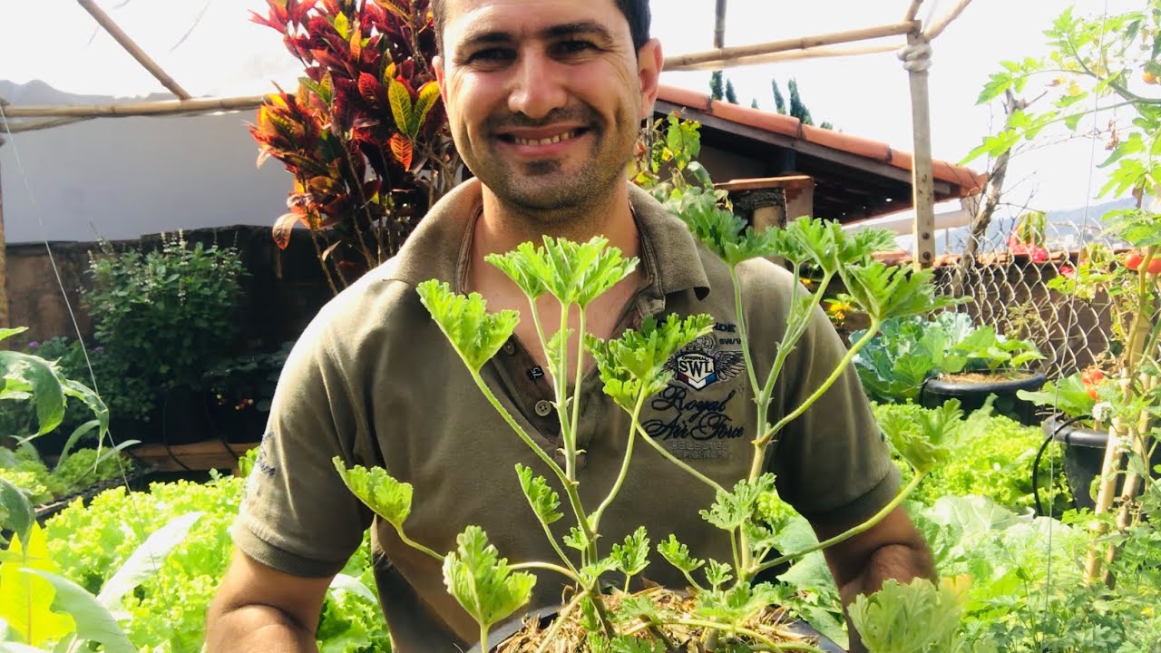 MALVA CHEIROSA - PERFUME SUA HORTA E CURE SEU CORPO