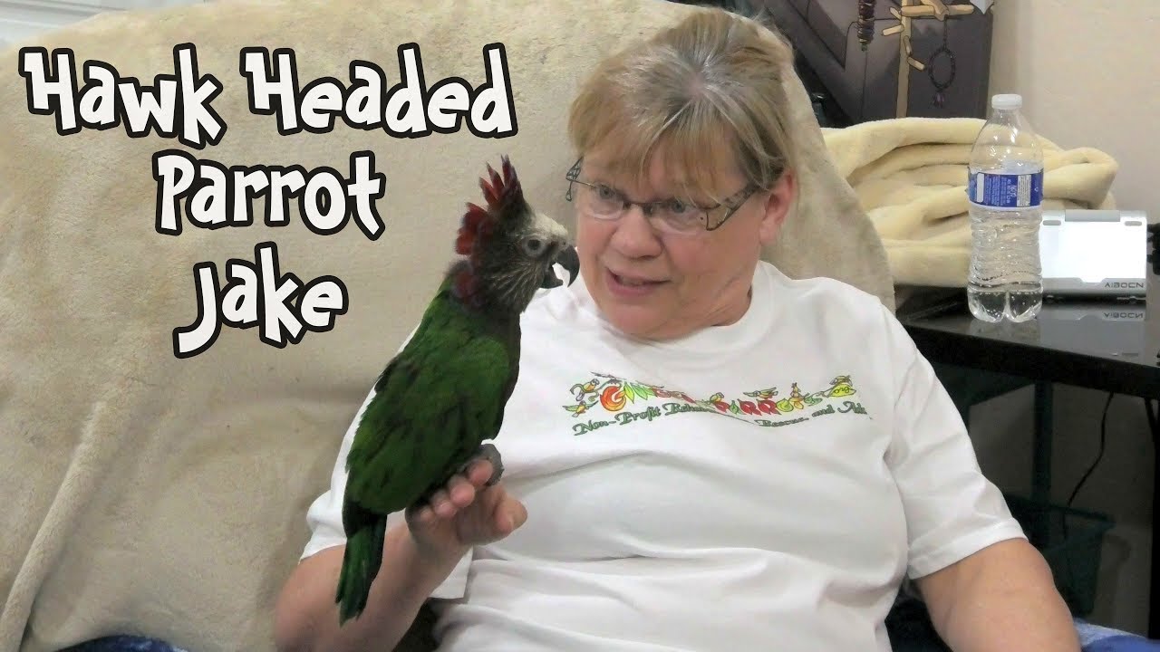 Jake the Hawk-Headed Parrot at Ginger's Parrot Rescue