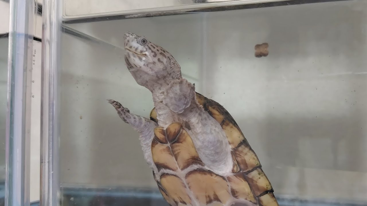 2026.2.1.ニオイガメ達の餌やり、食い散らかすカブト