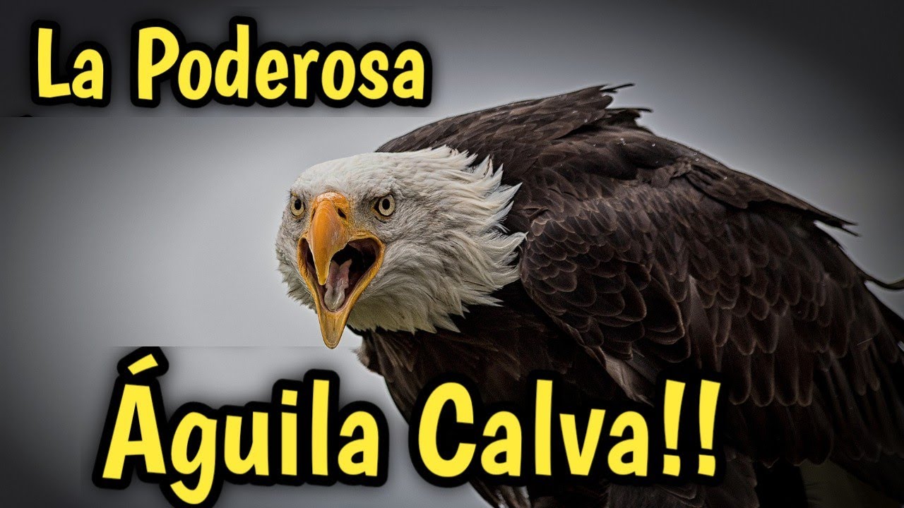 &Aacute;GUILA CALVA GIGANTE | Documental 🦅 Vuelo, cortejo, caza y m&aacute;s 🦅