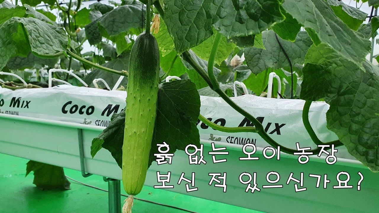 흙 없는 전문오이 농장 보신 적 있으신가요?