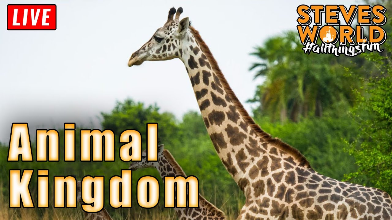 🔴 LIVE: An Evening At Animal Kingdom | Walt Disney World Live Stream 2-16-26