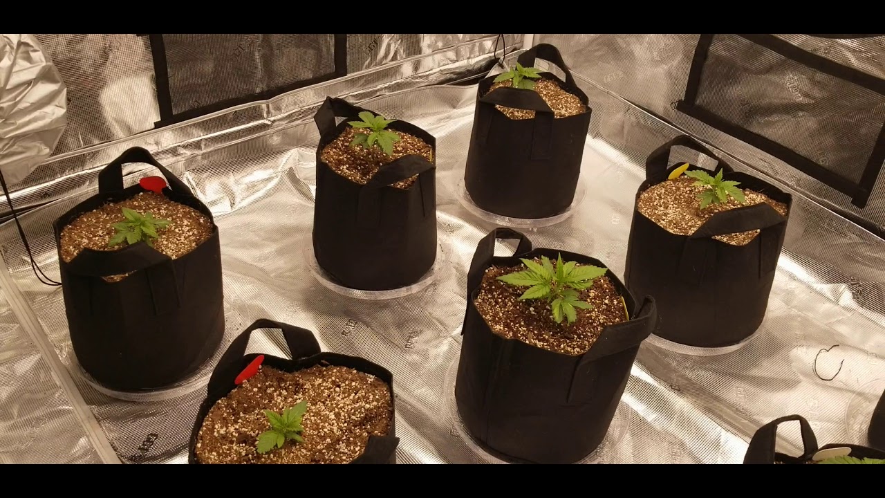 Mars Hydro Grow Journal 1 with FC6500/ SP3000 LED grow light. WEEK 1 Veg. LIKE and Subscribe!