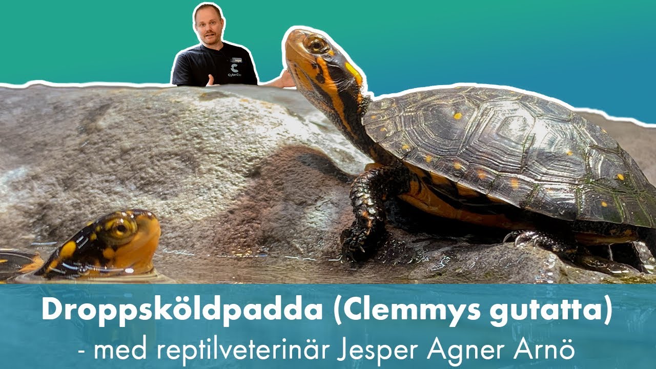 Artpresentation: Droppsköldpadda (Clemmys gutatta)